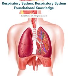 Respiratory System: Respiratory System Foundational Knowledge