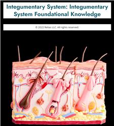 Integumentary System: Integumentary System Foundational Knowledge