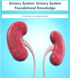 Urinary System: Urinary System Foundational Knowledge