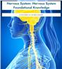 Nervous System: Nervous System Foundational Knowledge