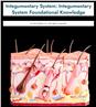 Integumentary System: Integumentary System Foundational Knowledge