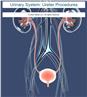 Urinary System: Ureter Procedures