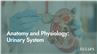 Anatomy and Physiology: Urinary System